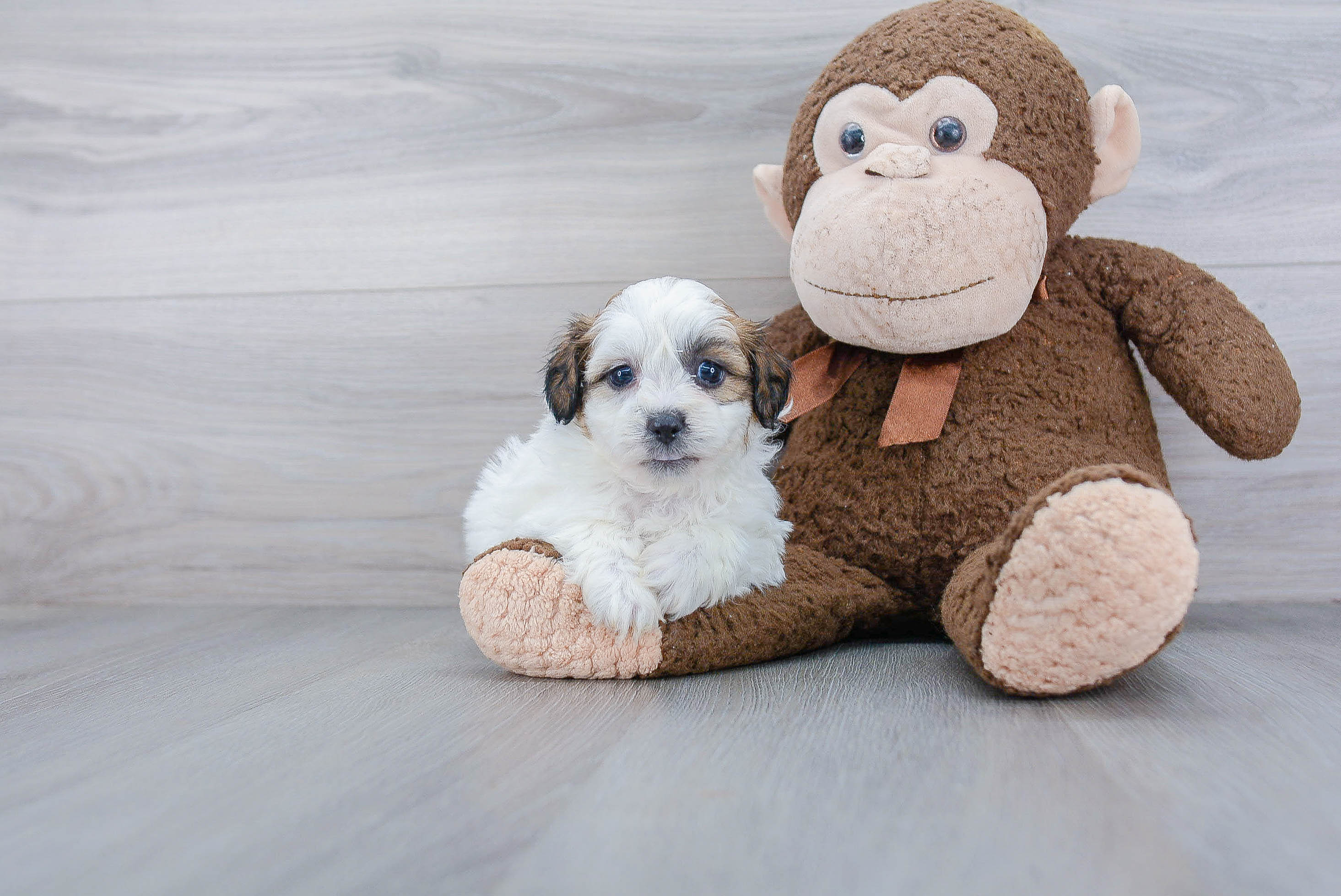 Happy Teddy Bear Baby