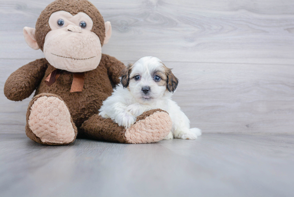 Teddy Bear Pup Being Cute