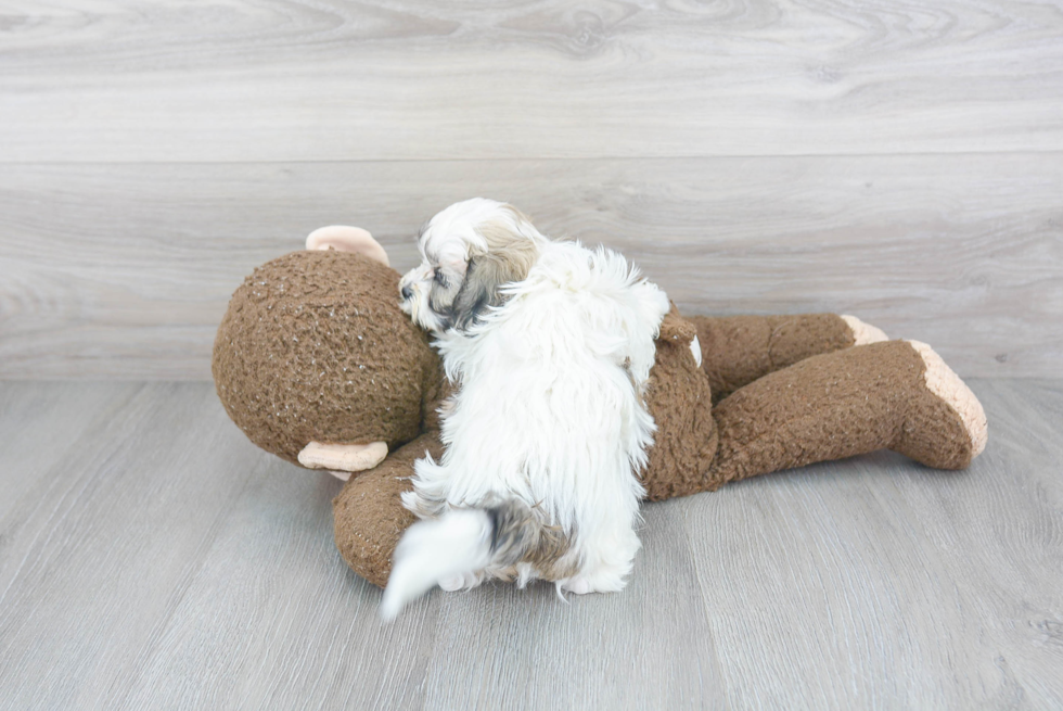 Smart Teddy Bear Designer Pup