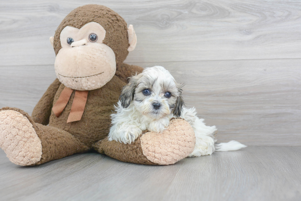 Teddy Bear Pup Being Cute