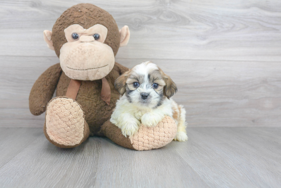 Adorable Shichon Designer Puppy