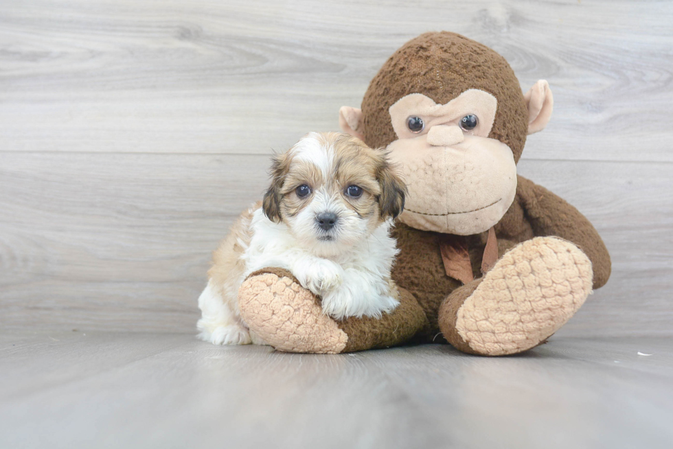 Teddy Bear Pup Being Cute