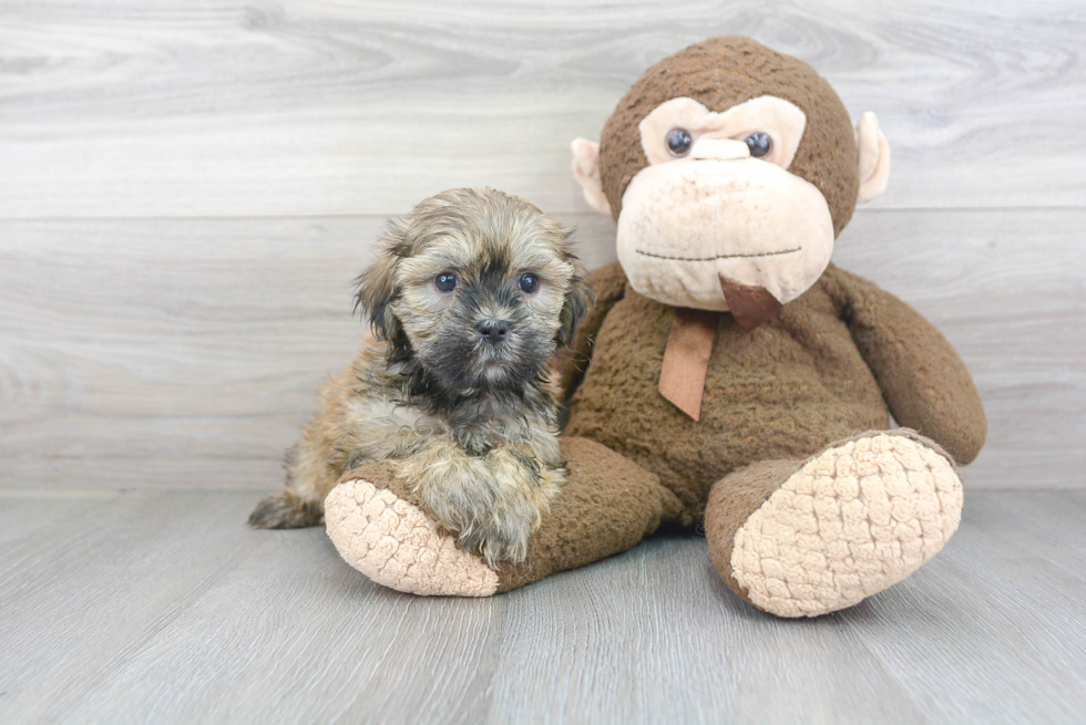 Teddy Bear Pup Being Cute