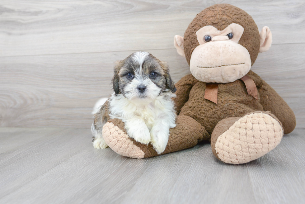 Teddy Bear Pup Being Cute