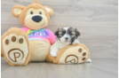 Best Teddy Bear Baby