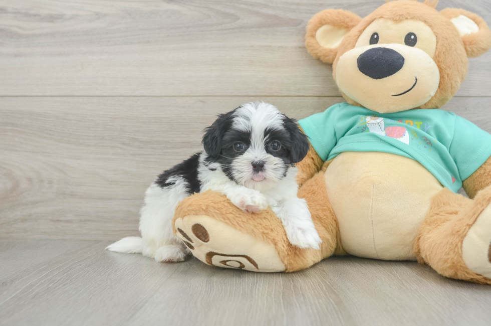 6 week old Teddy Bear Puppy For Sale - Premier Pups