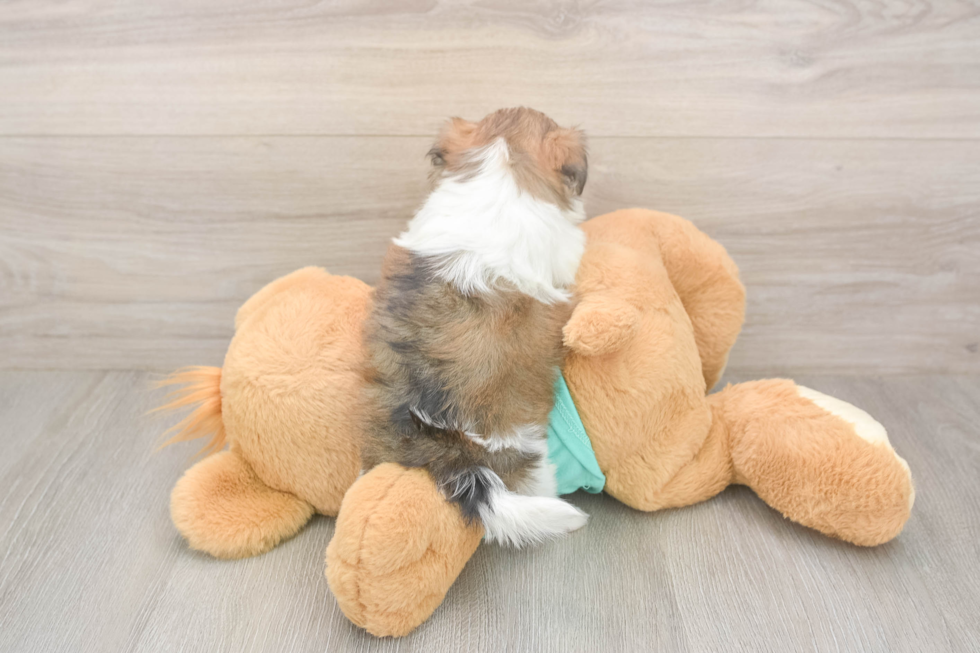 Hypoallergenic Shichon Designer Puppy