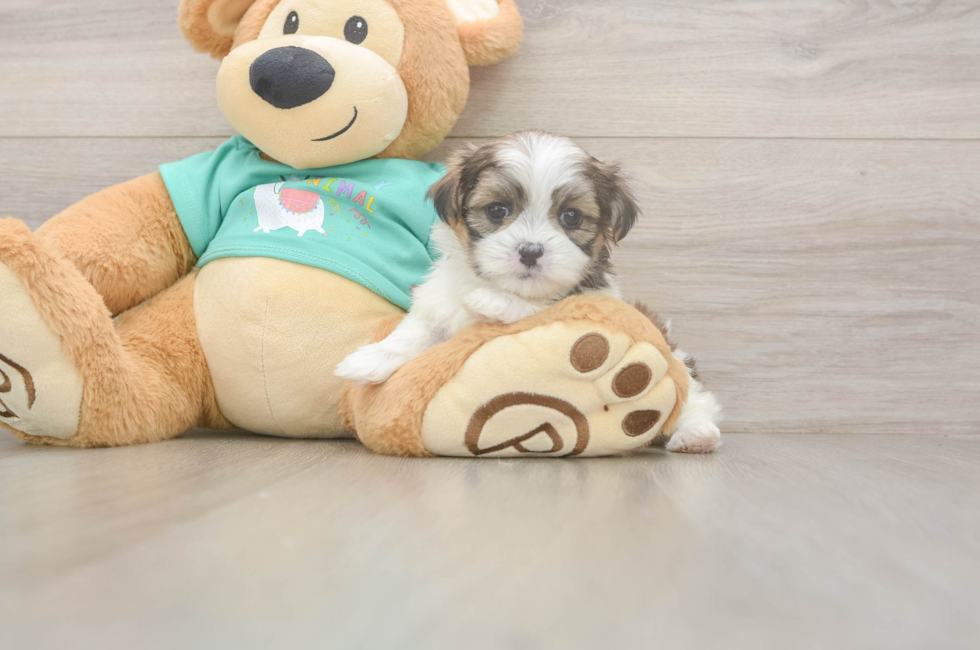 5 week old Teddy Bear Puppy For Sale - Premier Pups