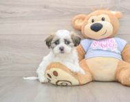 8 week old Teddy Bear Puppy For Sale - Premier Pups