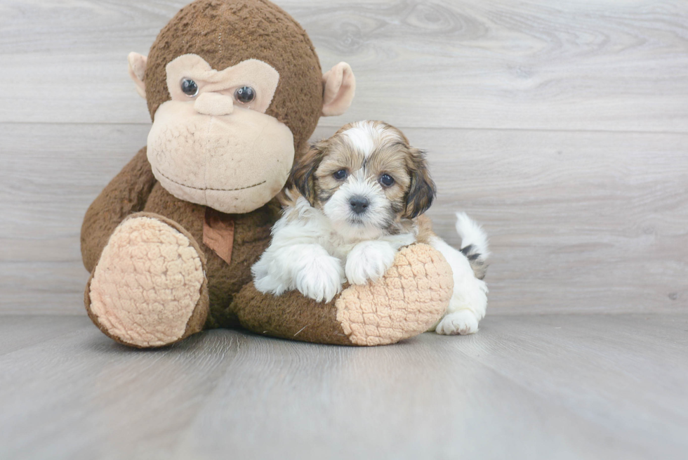 Teddy Bear Pup Being Cute