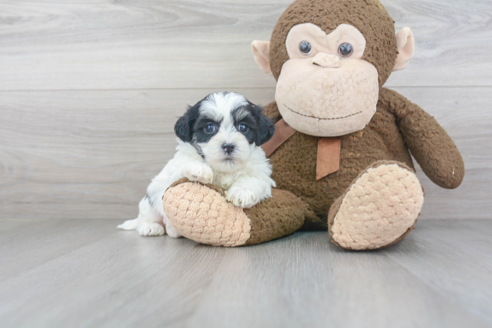 Teddy Bear Pup Being Cute