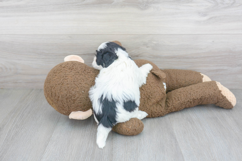 Teddy Bear Pup Being Cute