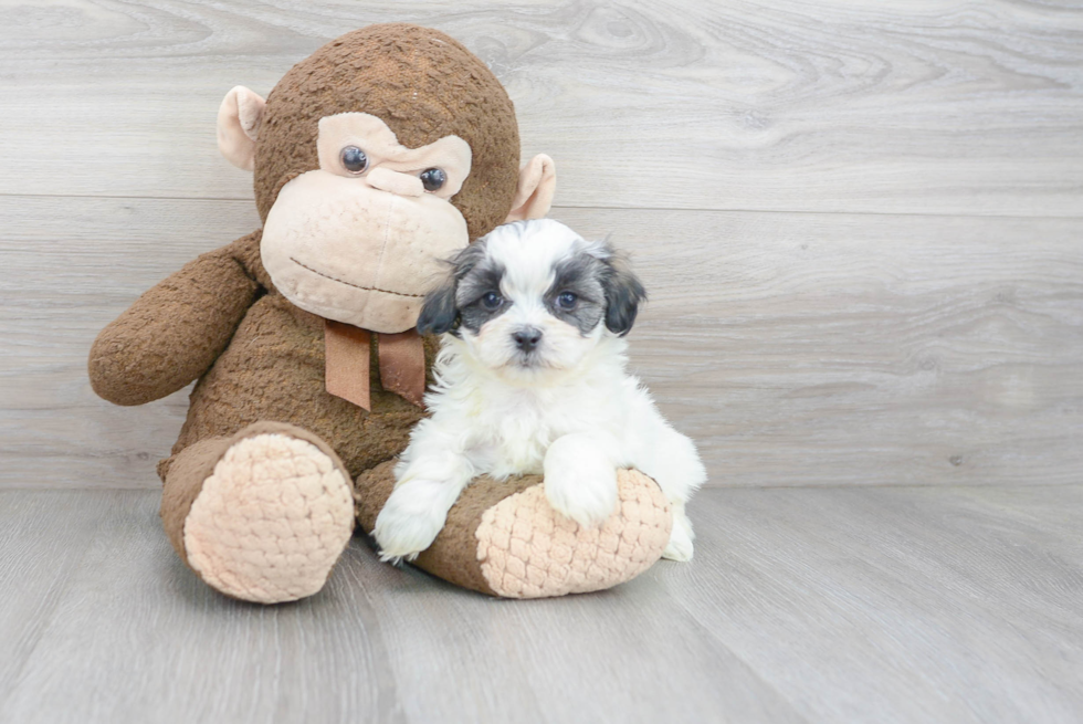 Adorable Shichon Designer Puppy