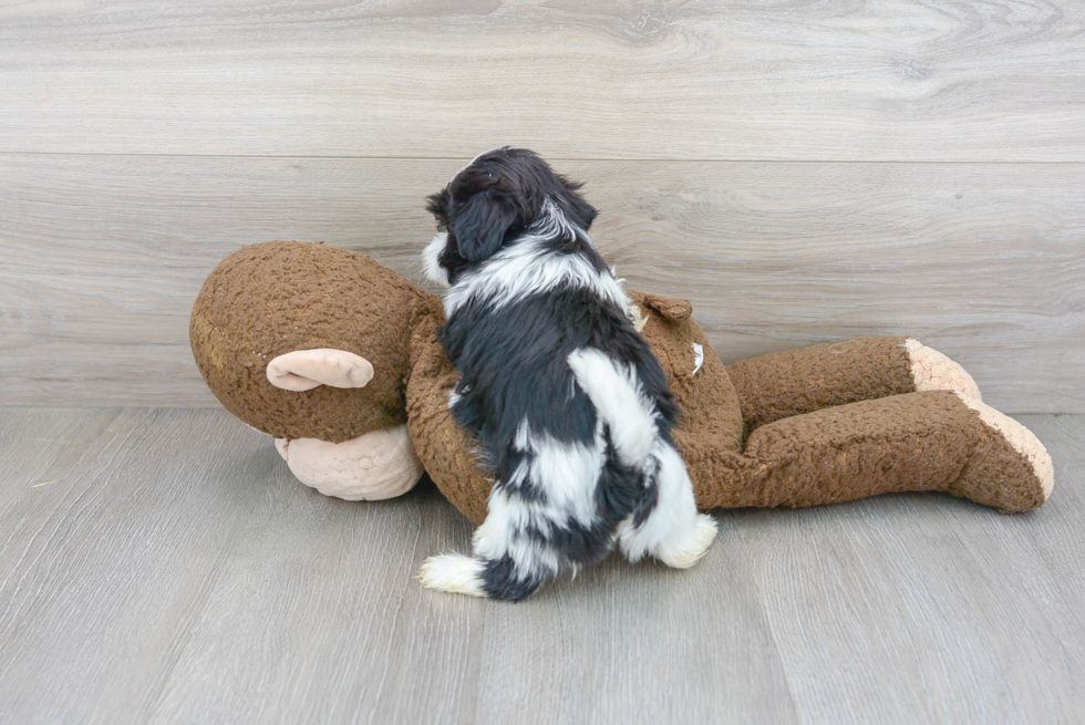 Teddy Bear Pup Being Cute