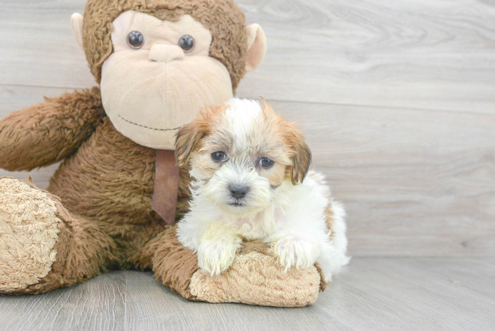 Popular Teddy Bear Designer Pup