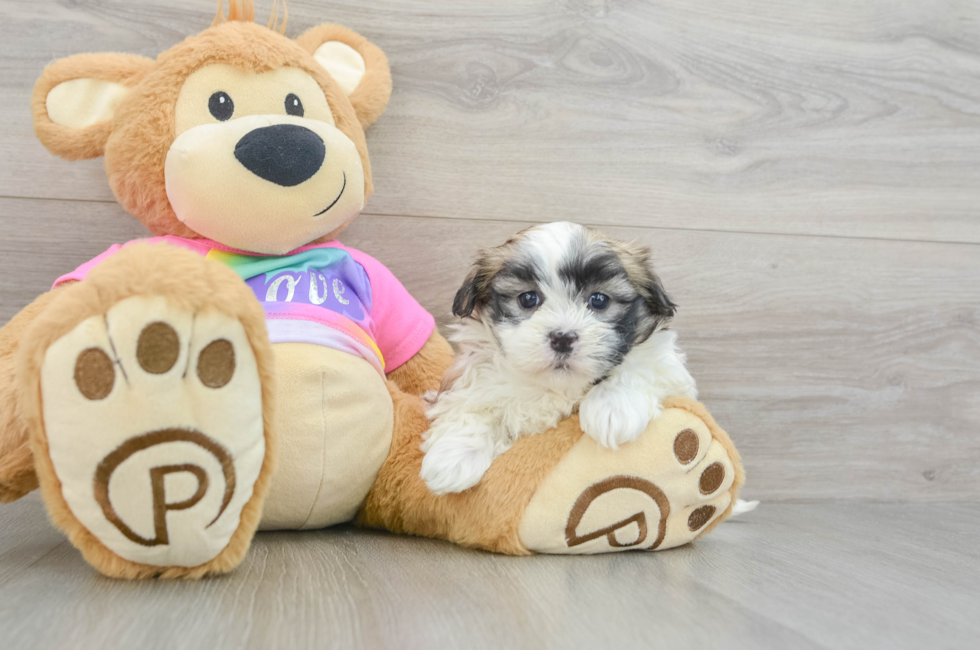 6 week old Teddy Bear Puppy For Sale - Premier Pups