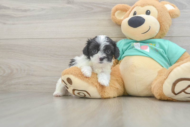 Meet Serenity - our Teddy Bear Puppy Photo 1/3 - Premier Pups