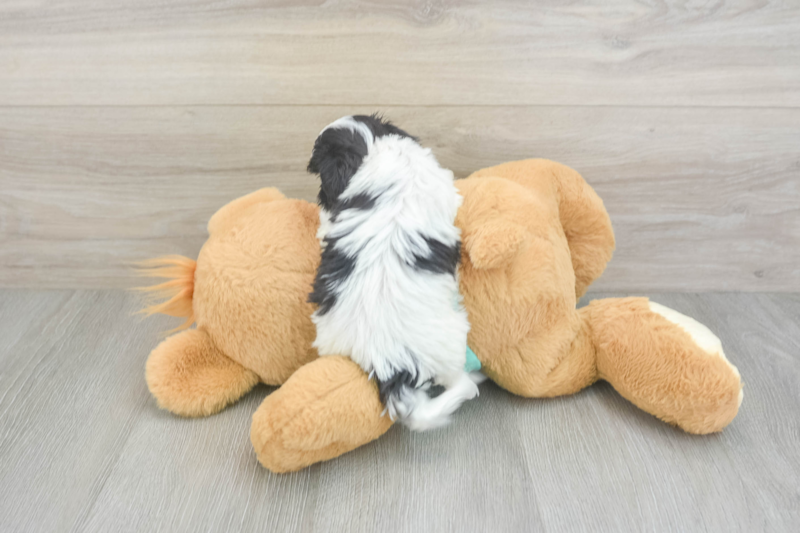 Meet Serenity - our Teddy Bear Puppy Photo 2/3 - Premier Pups