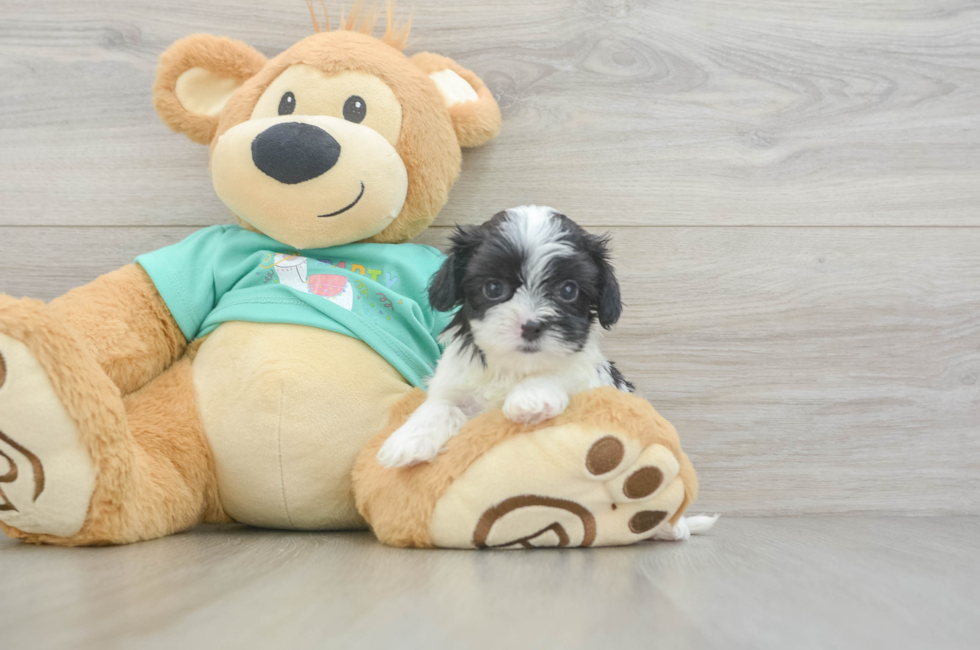 6 week old Teddy Bear Puppy For Sale - Premier Pups