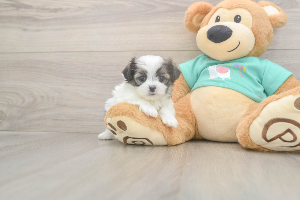 Best Teddy Bear Baby