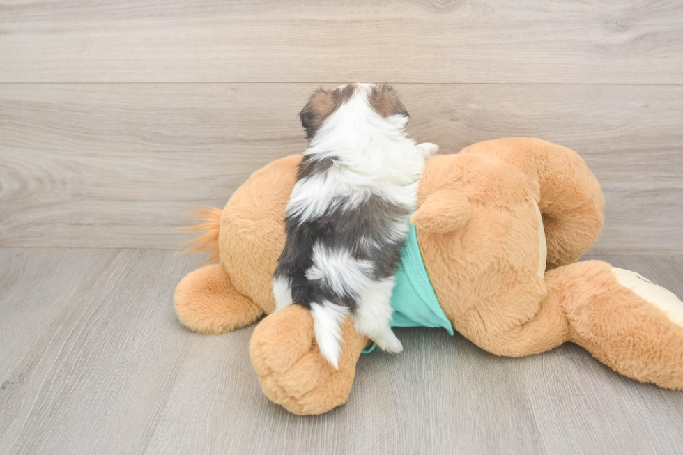 Adorable Shichon Designer Puppy