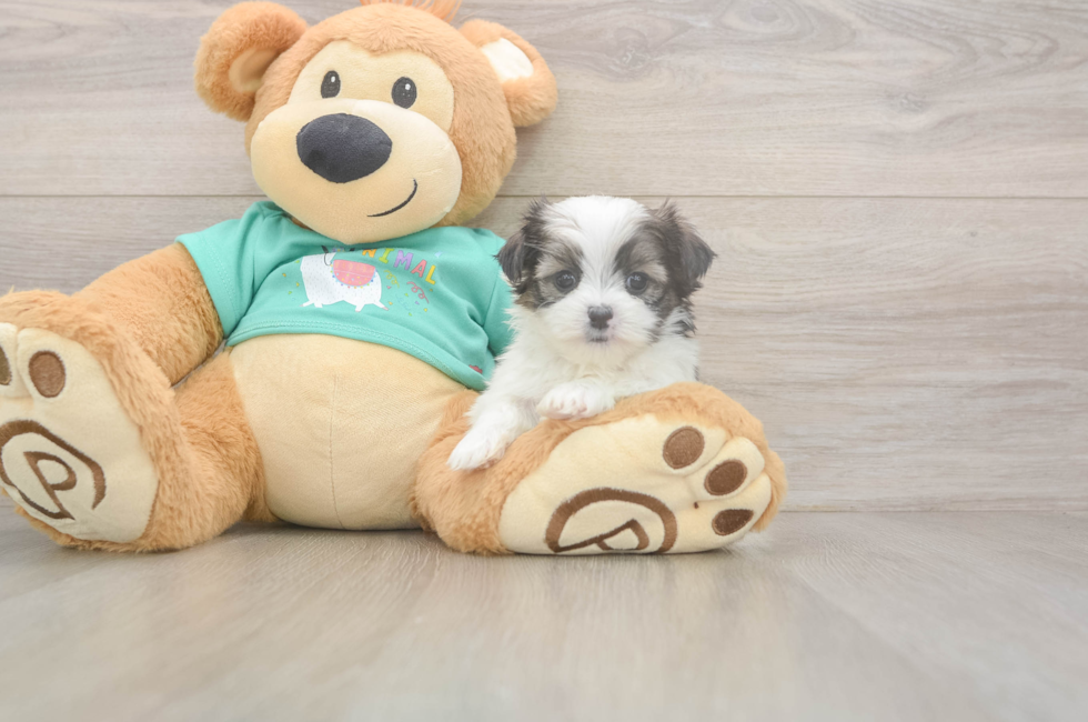 5 week old Teddy Bear Puppy For Sale - Premier Pups