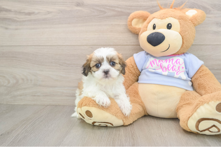 Teddy Bear Puppy for Adoption