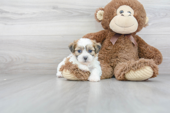 Little Shichon Designer Puppy