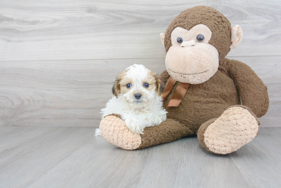 Friendly Teddy Bear Baby