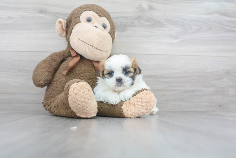 Fluffy Teddy Bear Designer Pup