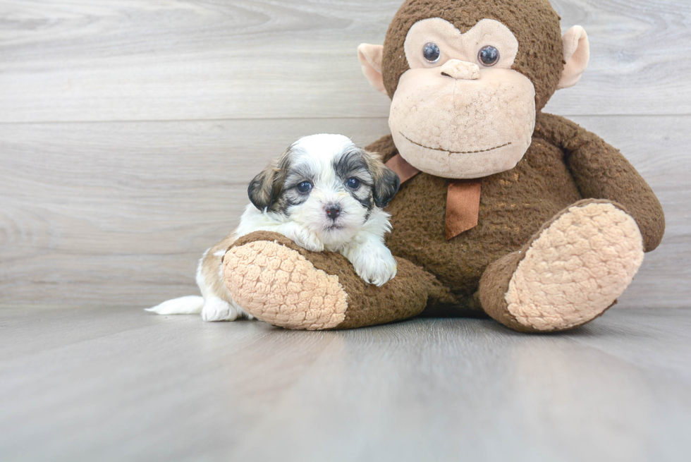 Cute Teddy Bear Baby