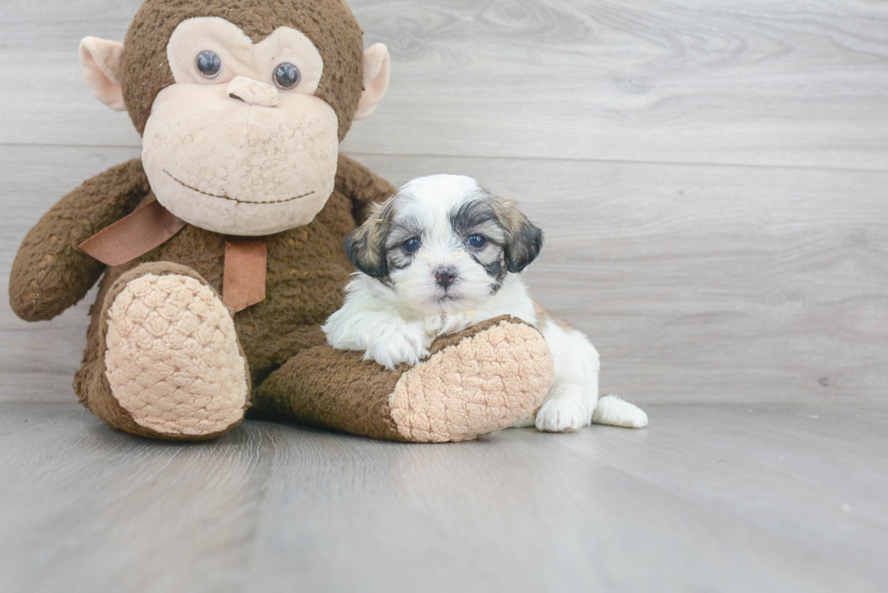 Cute Teddy Bear Designer Pup