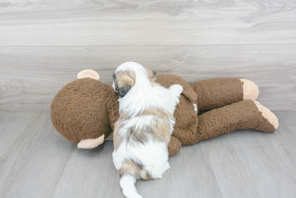 Teddy Bear Pup Being Cute