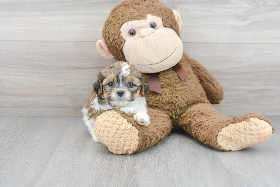 Teddy Bear Pup Being Cute