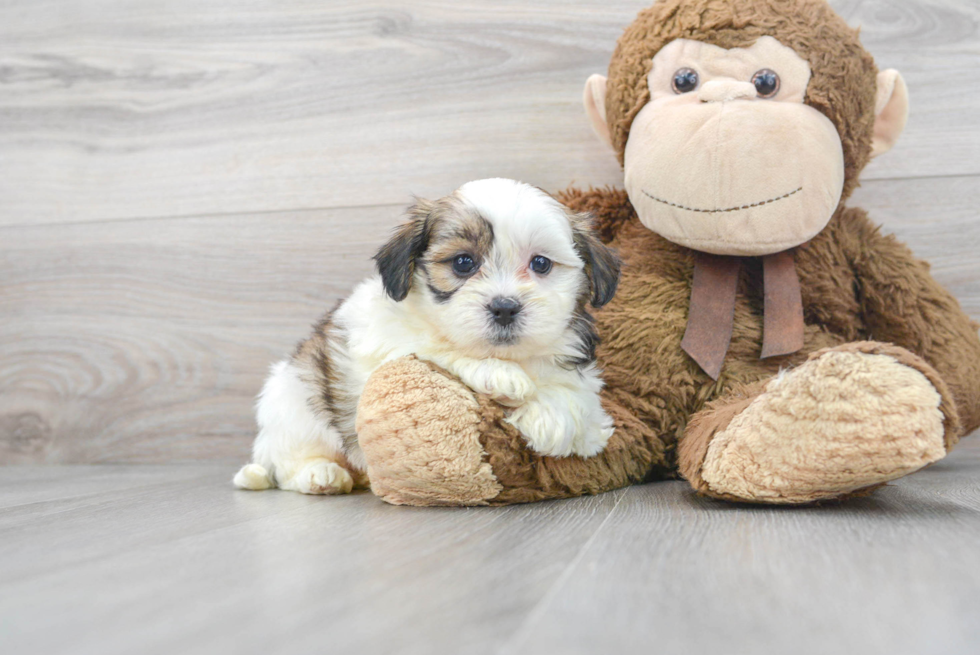 Teddy Bear Pup Being Cute