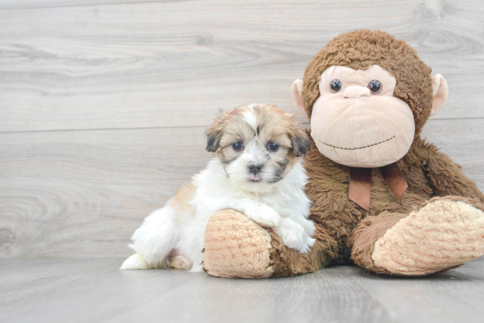 Popular Teddy Bear Designer Pup