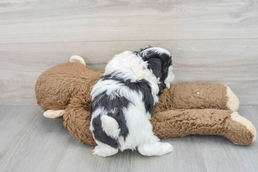 Teddy Bear Pup Being Cute