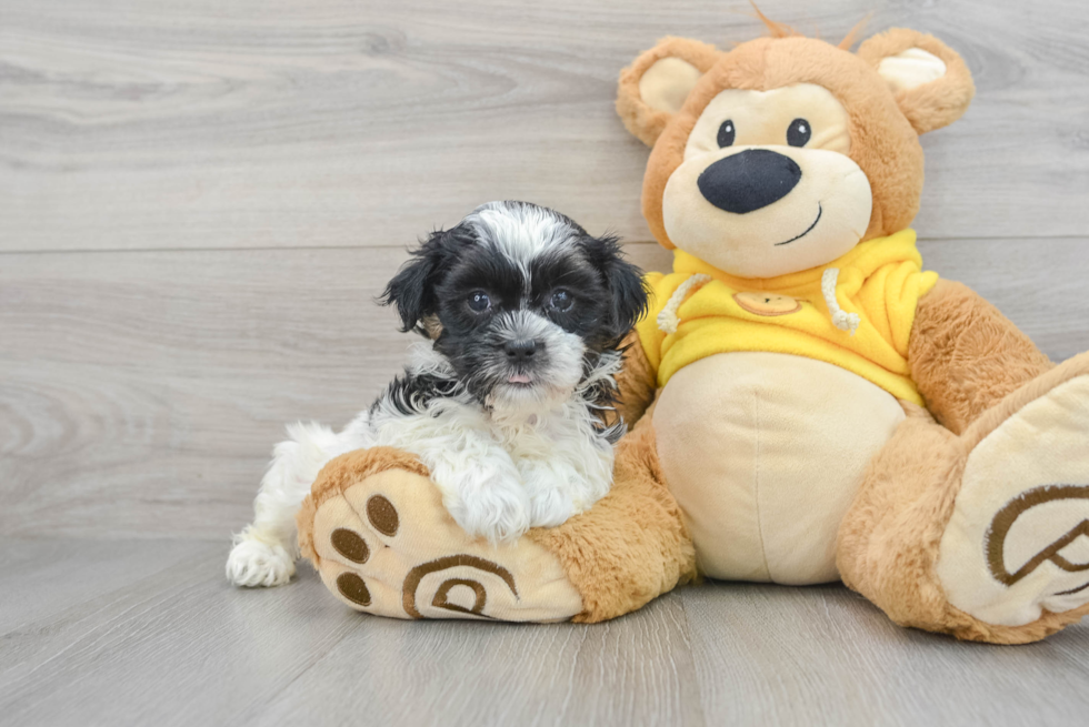 Best Teddy Bear Baby