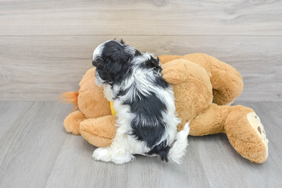 Teddy Bear Pup Being Cute