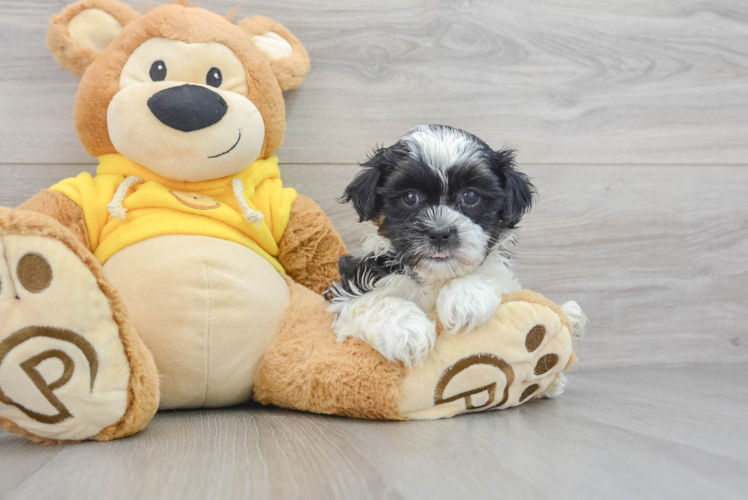 Energetic Shi Chon Designer Puppy