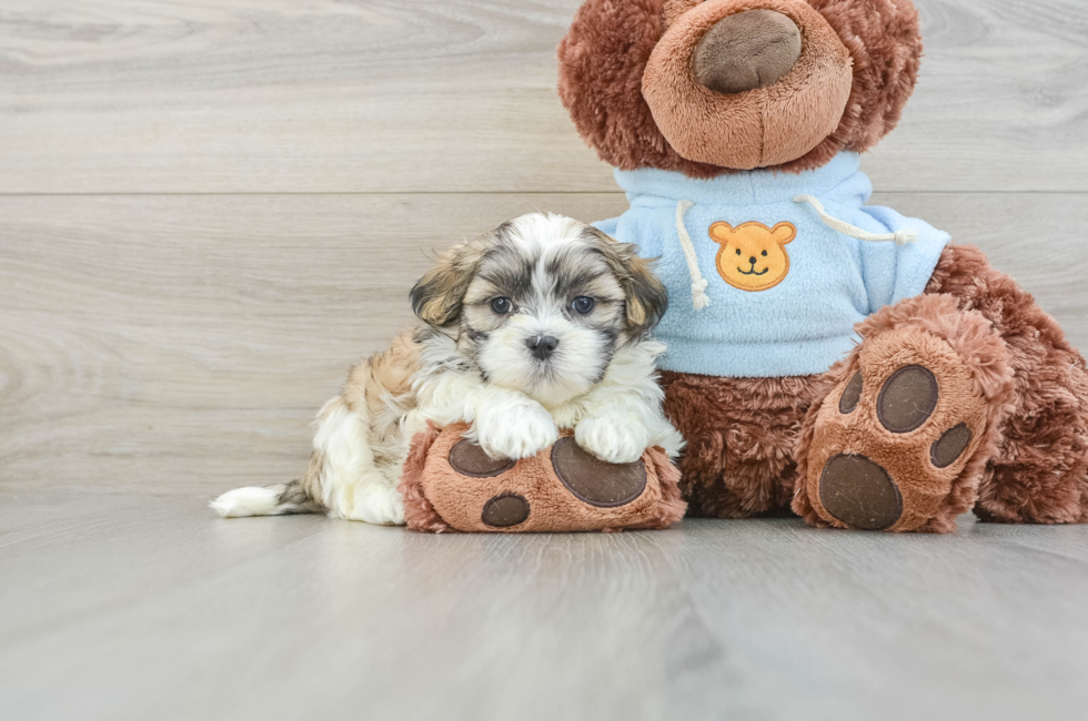 6 week old Teddy Bear Puppy For Sale - Premier Pups