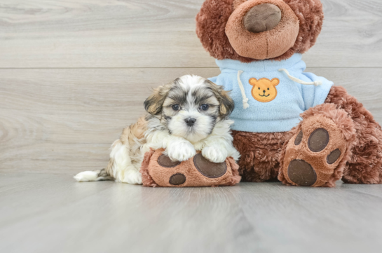 Teddy Bear Puppy for Adoption