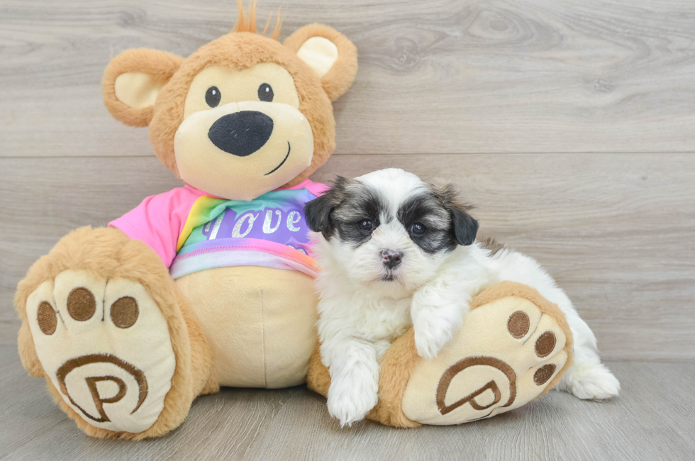 6 week old Teddy Bear Puppy For Sale - Premier Pups