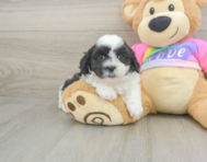 6 week old Teddy Bear Puppy For Sale - Premier Pups