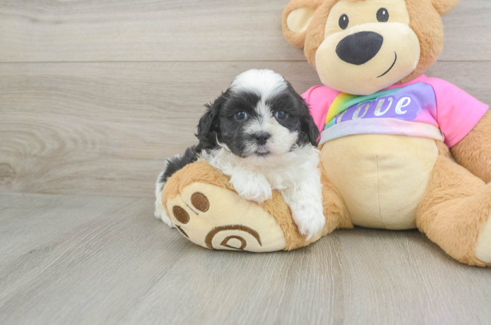 5 week old Teddy Bear Puppy For Sale - Premier Pups