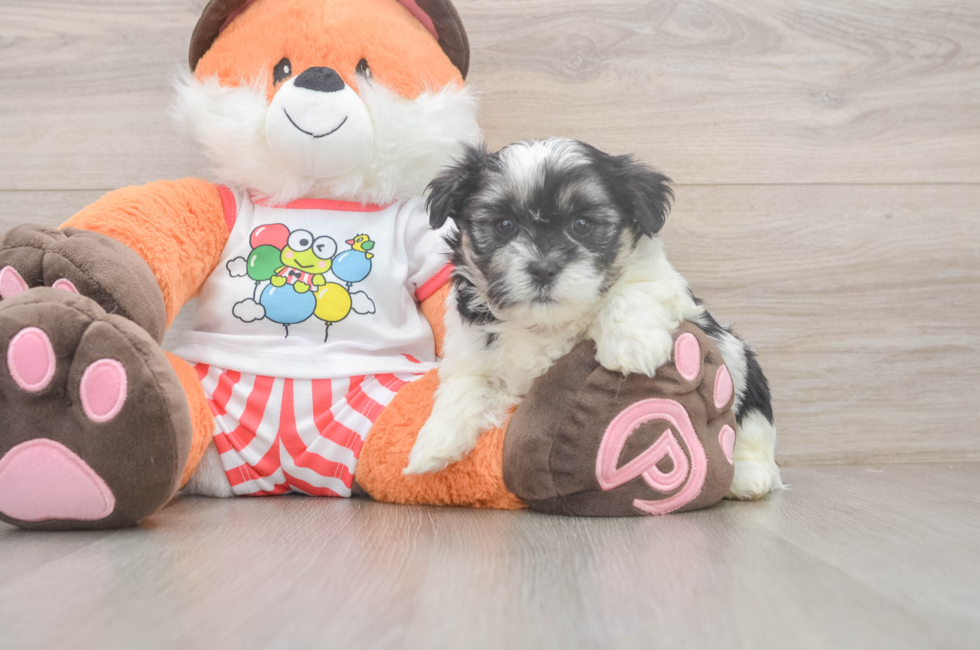 5 week old Teddy Bear Puppy For Sale - Premier Pups