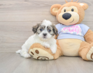 7 week old Teddy Bear Puppy For Sale - Premier Pups