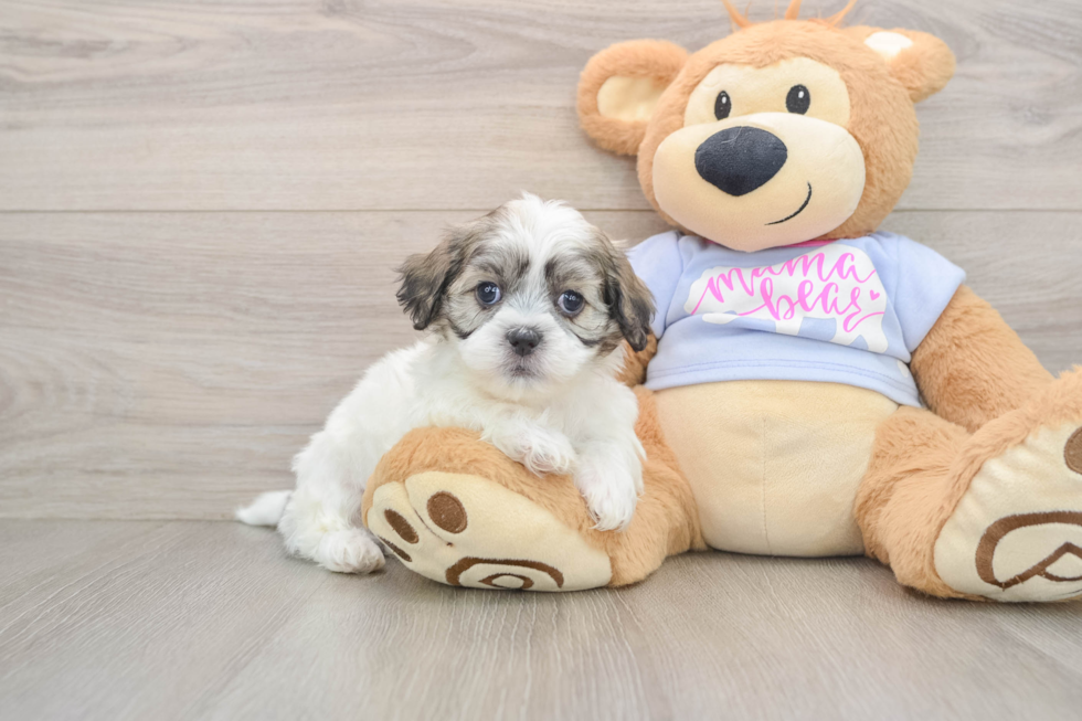 Smart Teddy Bear Designer Pup
