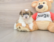 7 week old Teddy Bear Puppy For Sale - Premier Pups