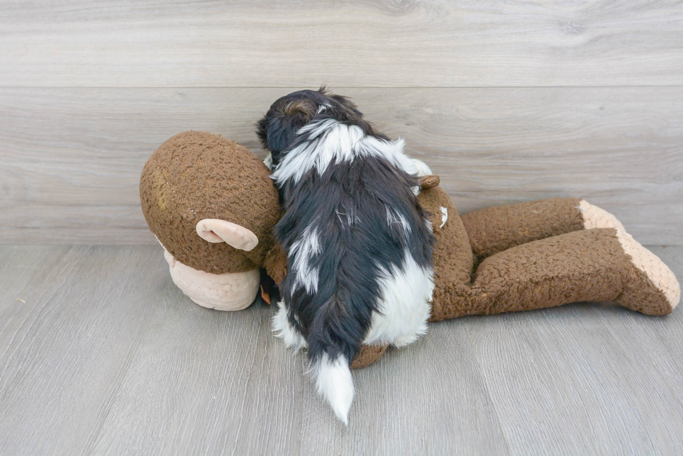 Teddy Bear Pup Being Cute